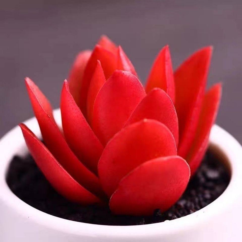 火祭多肉植物秋火莲象征日子蒸蒸日上红红火火阳台盆栽喜欢阳光