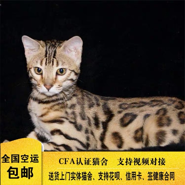 孟加拉豹猫幼仔活幼体