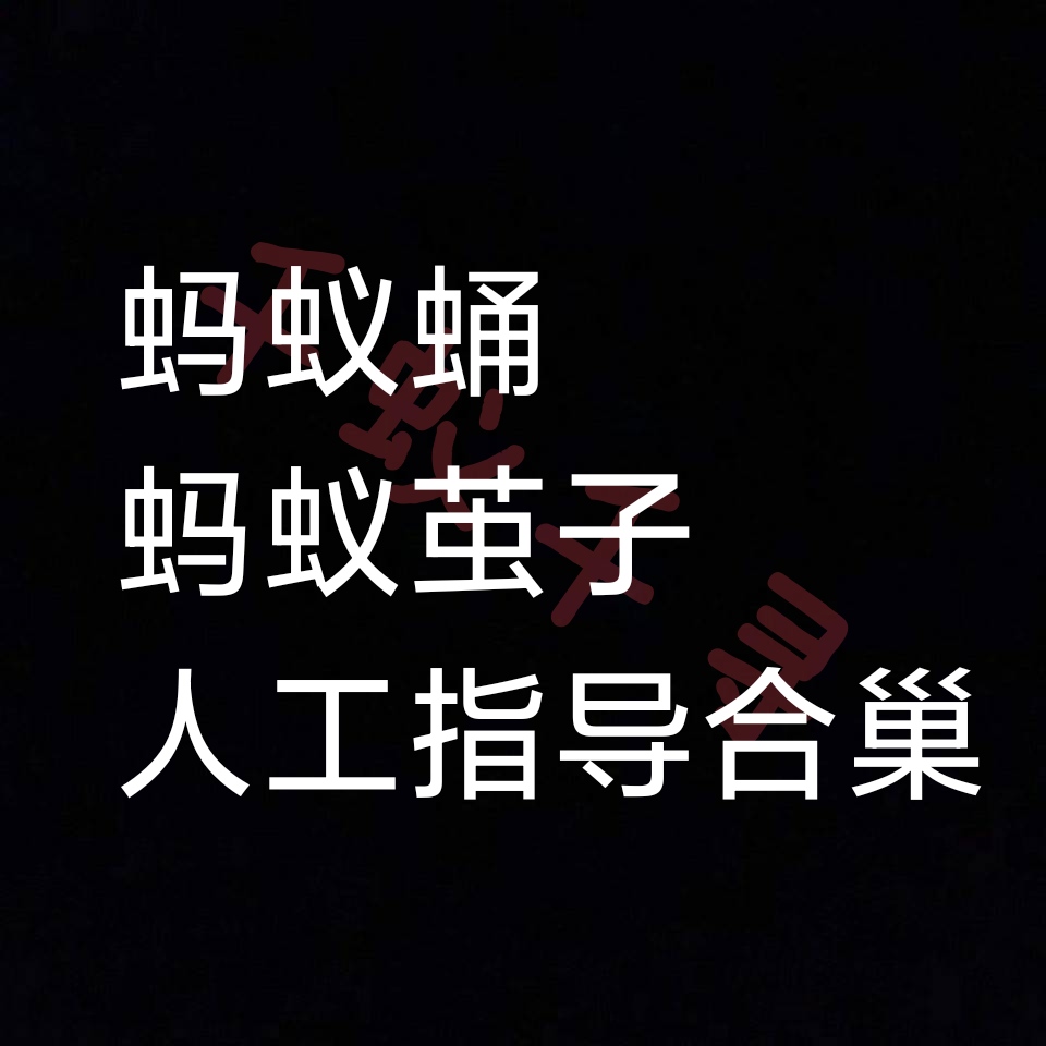 蚂蚁蛹