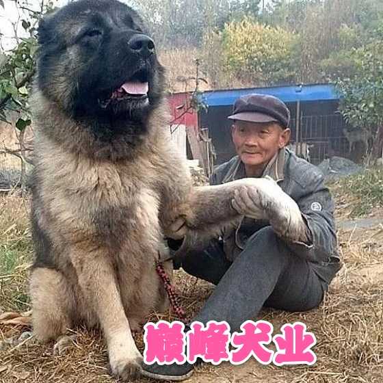 高加索幼犬巨型熊版俄罗斯高加索犬纯种大型犬宠物狗幼崽活体出售