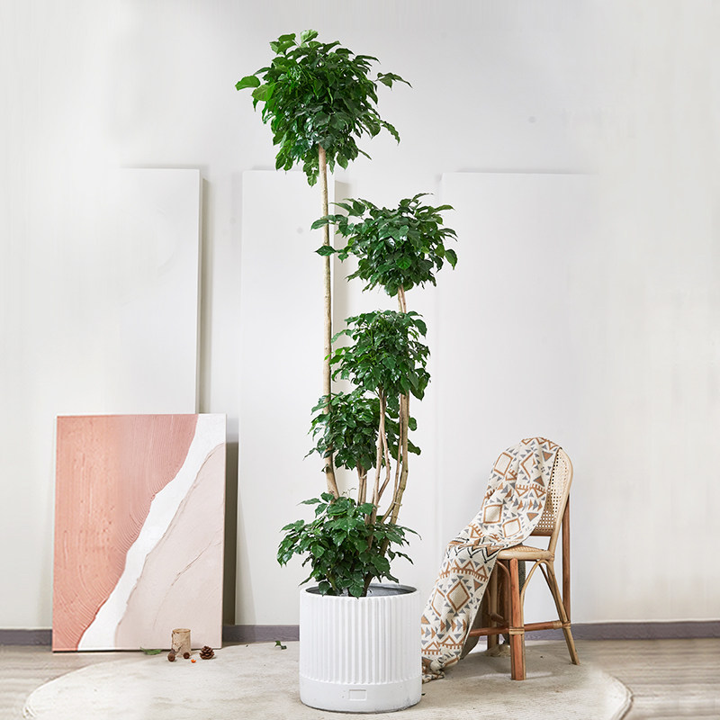 幸福树盆景大型盆栽绿植居家办公室大厅商场大堂开业植物南京同城