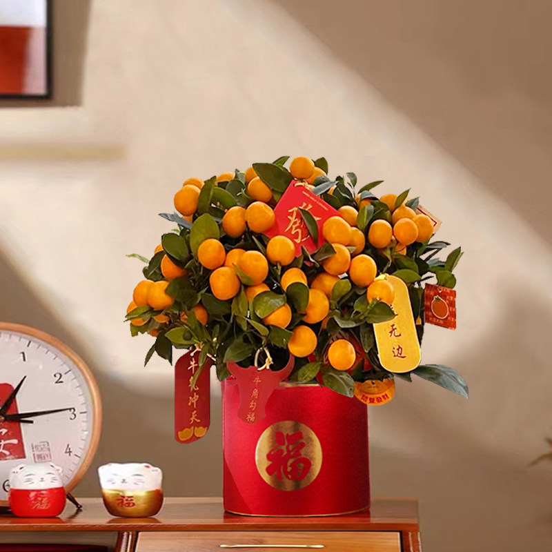 金桔盆栽室内_四季金桔树苗年桔盆栽客厅耐寒植物招财绿植盆景带果