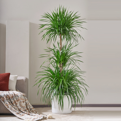 龙血树客厅风水树绿植盆栽室内多头造型大老桩好养网红龙须树植物