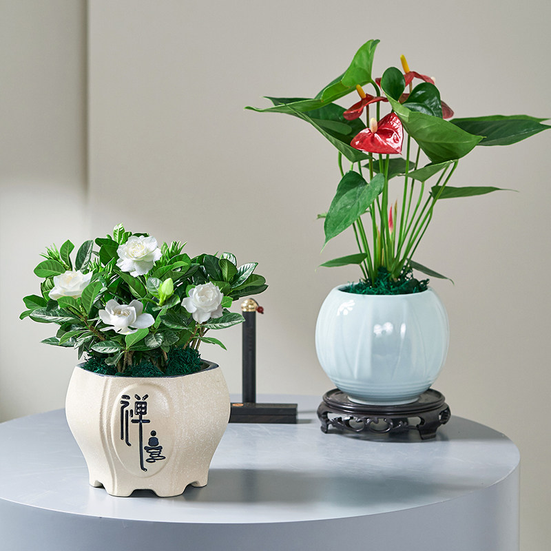 绿植室内桌面盆栽花卉办公室发财树栀子花好养小植物吸甲醛虎皮兰