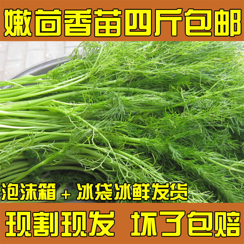 小茴香菜新鲜现割4斤2山东大荤香饺子不带根鲜茴香菜苗河北非种籽