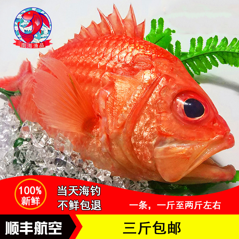 一折红鱼_海鲜鱼海鱼将军甲鱼红鱼大红甲鱼深海将军甲鱼养身鱼3件顺丰