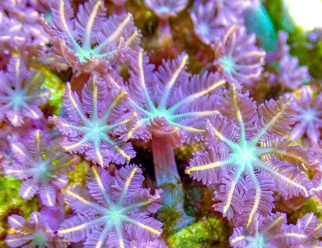 绿大手星花金边大手星花lps软体珊瑚海缸海水