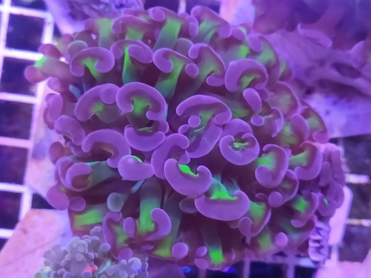 榔头珊瑚荧光绿双色紫榔头金色猪腰海水活体珊瑚lps水族花瓶