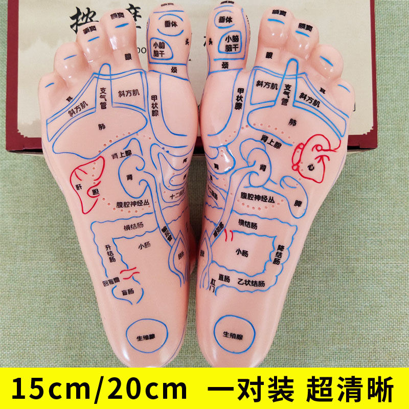 脚模型超清晰软质刻字脚模型反射区点穴按摩足底穴位模型足疗经络