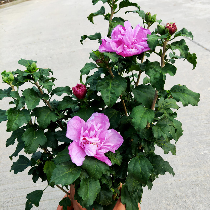 紫色木芙蓉重瓣耐晒耐热庭院阳台花卉驱蚊朱槿单瓣芙蓉花扶桑带花