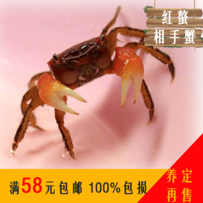 红爪蟹观赏蟹红螯相手螳臂蟹象手爪蟹宠物蟹淡水蟹