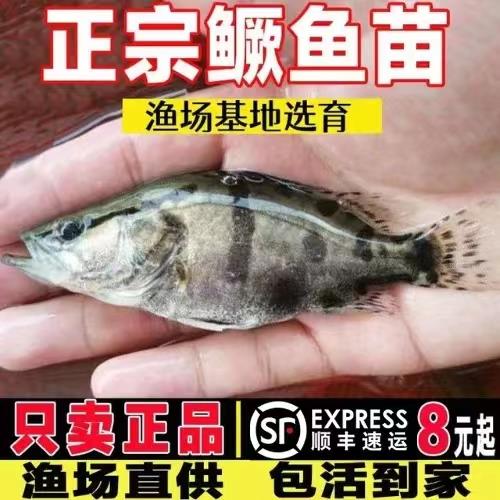 湖北鳜鱼苗桂花鱼苗活体翘嘴淡水养殖食用鳜鱼贵鱼苗冷水路亚凶猛