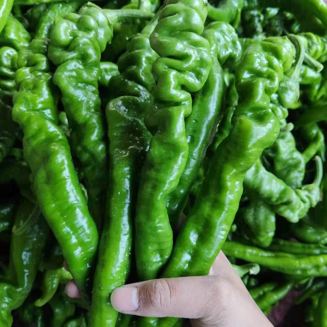 沙漠新鲜蔬菜青螺丝线椒农家自种皱皮辣薄皮虎皮椒五彩椒五斤装包