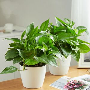 植物绿萝盆栽室内花卉盆高档绿萝盆栽吸水家用花卉室内除甲醛新房长藤