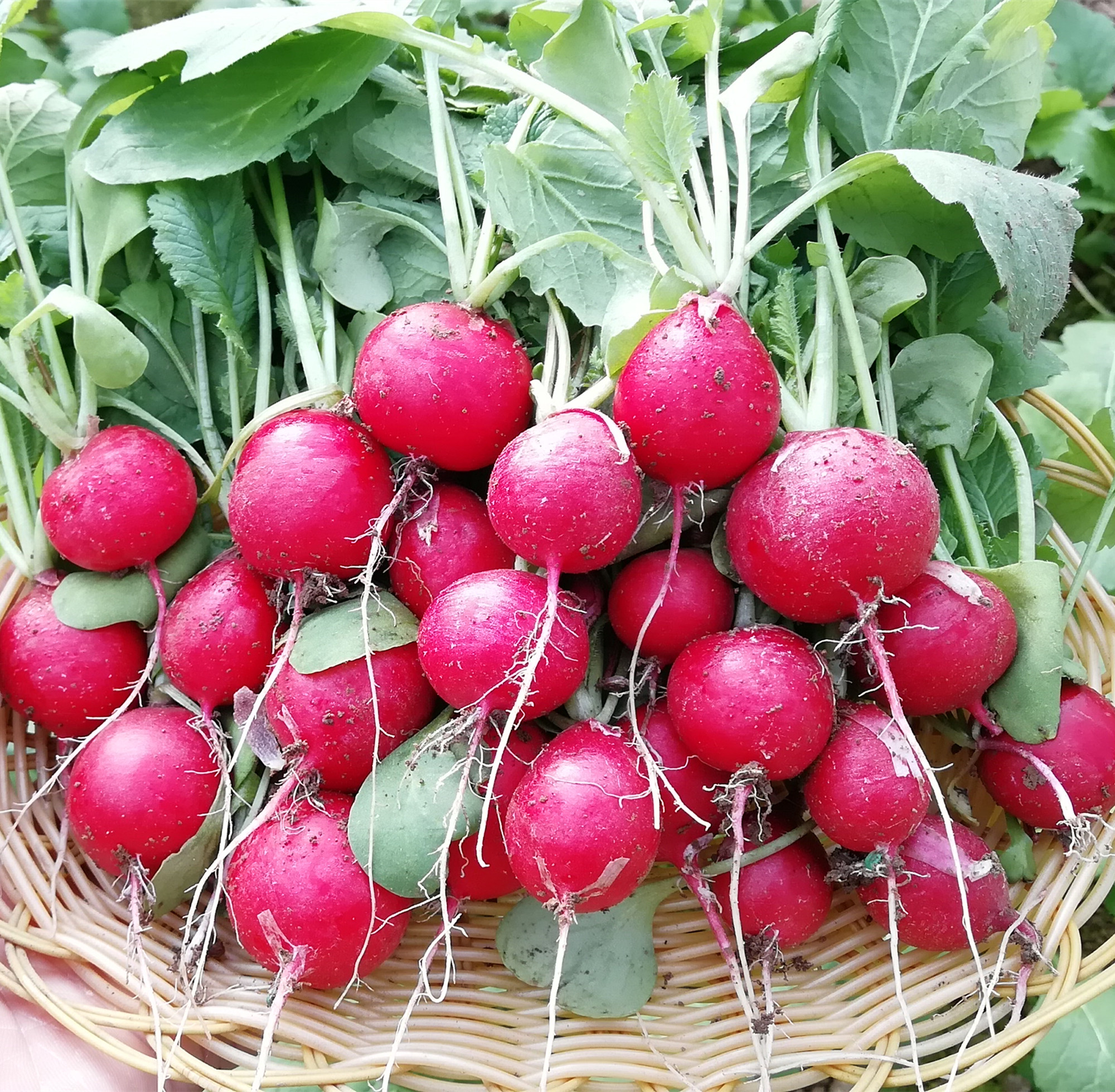 樱桃萝卜种子30天收获红色水果小萝卜种子阳台种菜家庭菜园