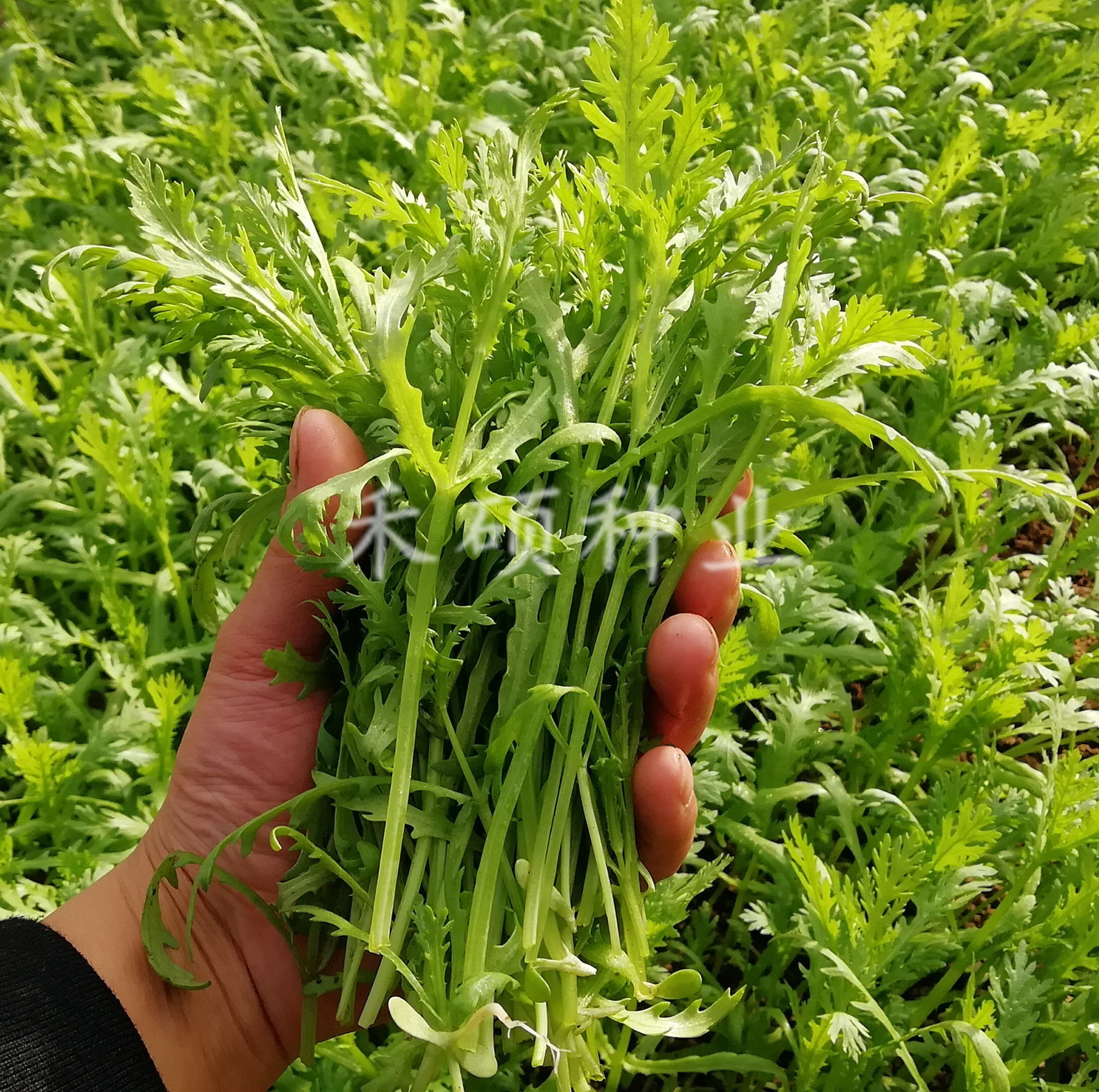 速生小叶茼蒿种子 菊花菜蓬蒿菜 家庭菜园种植 盆栽蔬菜种植