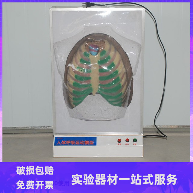 人体呼吸系统模型 隔肌模拟运动 肺呼吸演示模型 呼气和吸气变化