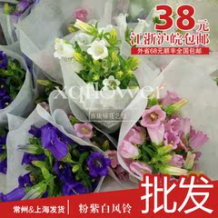 喜庆坊/花伴网 鲜花花材 风铃鲜花 花期长 办公家用鲜花