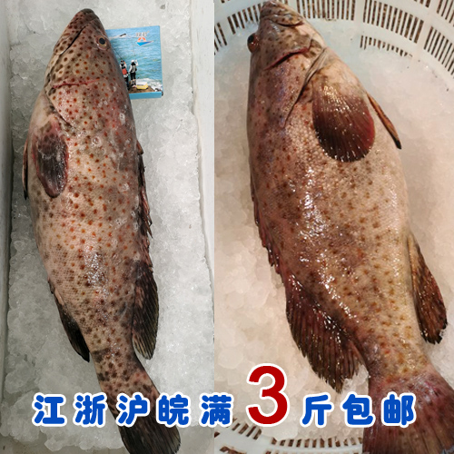 石浦海鲜 东海野生红斑点石斑鱼 肉嫩鲜美 好货难道碰到