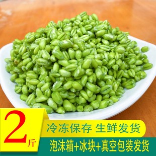 2023新鲜青麦仁青麦粒麦穗农家自产青小麦嫩麦籽杂粮鲜绿麦仁2斤