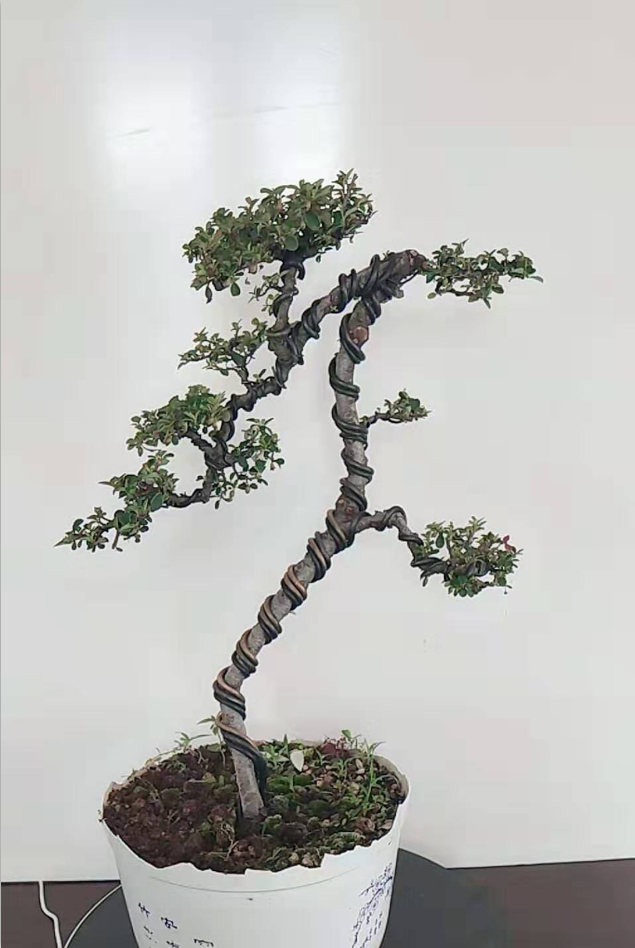 荀子熟桩盆景