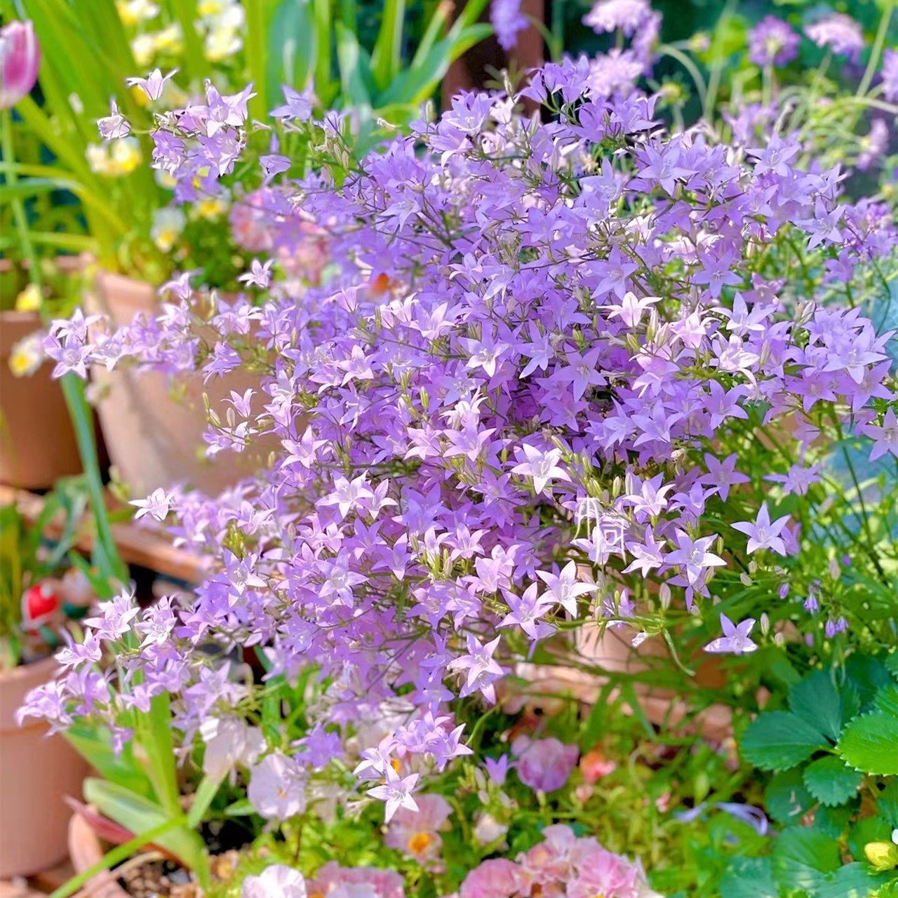 风铃草-特价促销-优惠券领取-价格|多少钱|什么牌子好-35优惠券网站