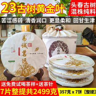 23年古树黄金叶头春古树普洱茶老树饼茶清香润口自己喝大叶种357g