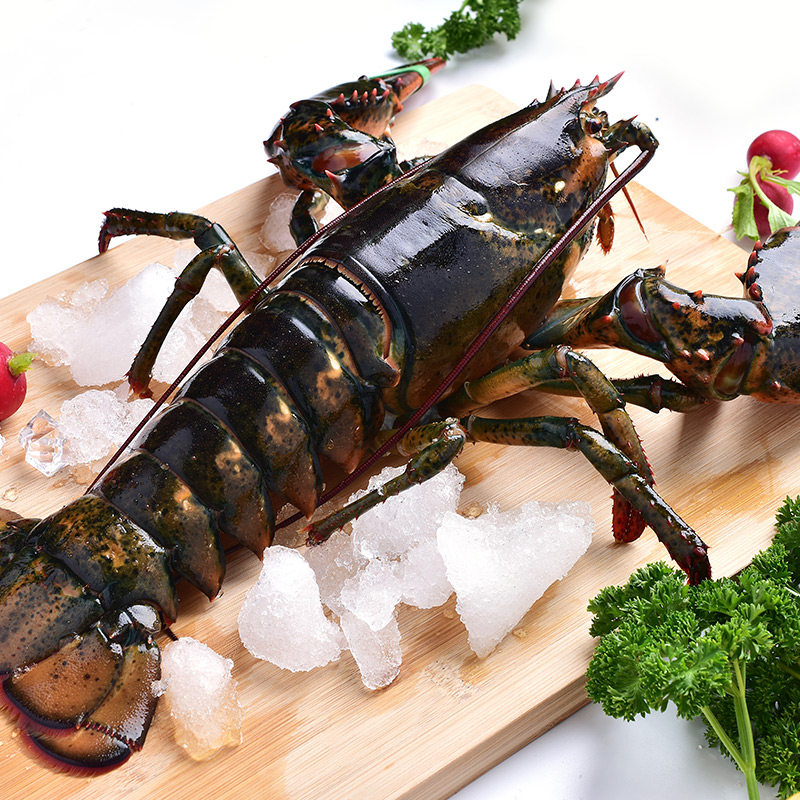 山东威海鲜活水产进口波士顿大龙虾新鲜活野生活体1.8-2.3斤