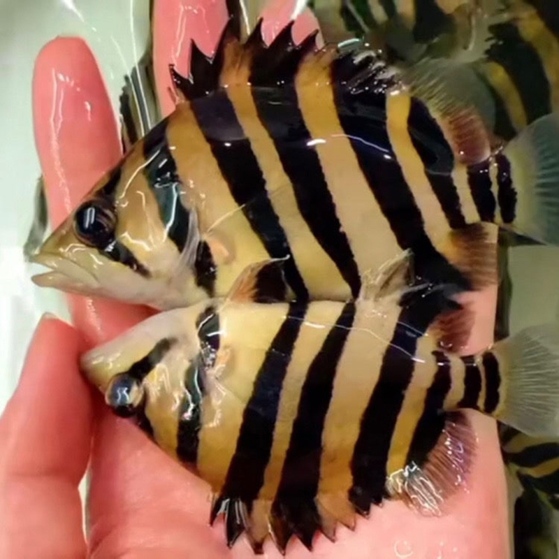 印尼虎鱼-特价促销-优惠券领取-价格|多少钱|什么牌子好-35优惠券网站