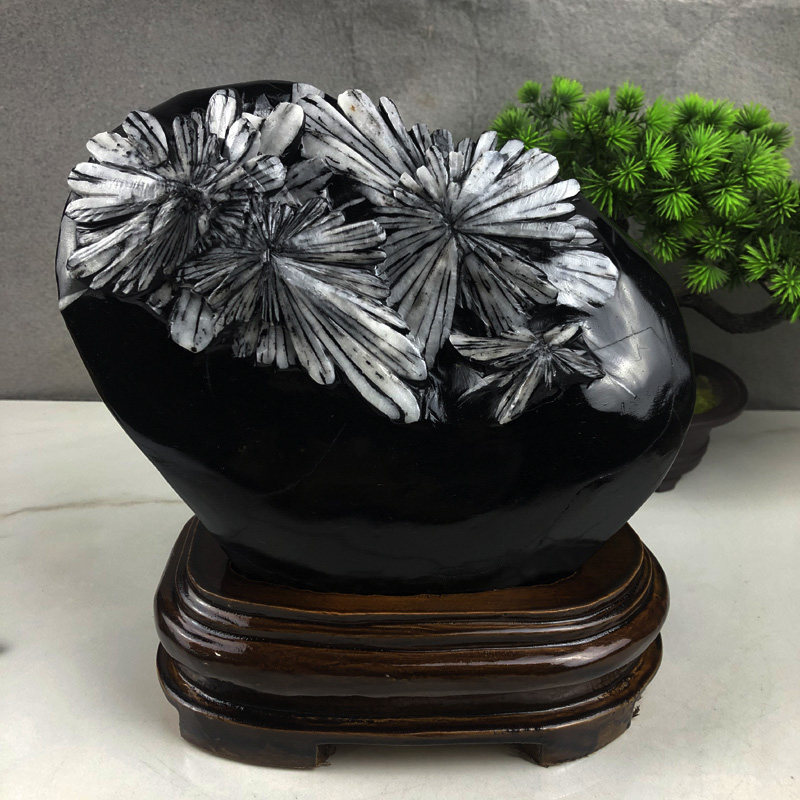 灵汐猫旗舰店-天然菊花石奇石观赏石头