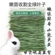 23年精品烘干头茬北提摩西切段干草500g兔子荷兰猪豚鼠等磨牙牧草