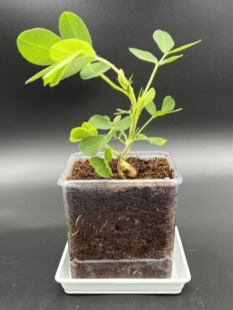 儿童透明观察盆种植小盆栽科学幼儿园植物角养植实验花生豆子凤仙