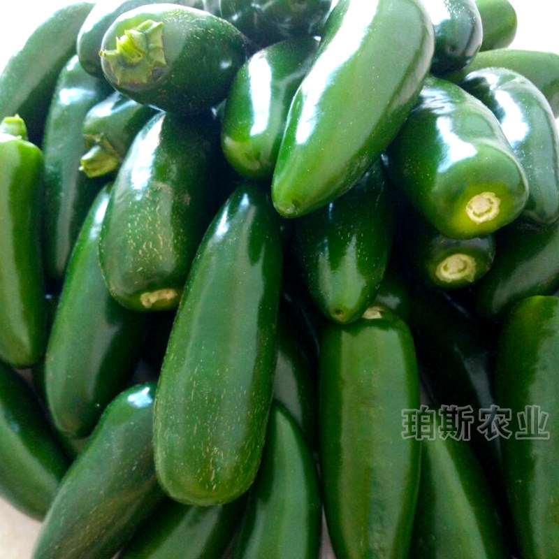 蔬菜种子高产泡椒种子港椒炮弹型辣椒种籽庭院阳台盆栽包邮