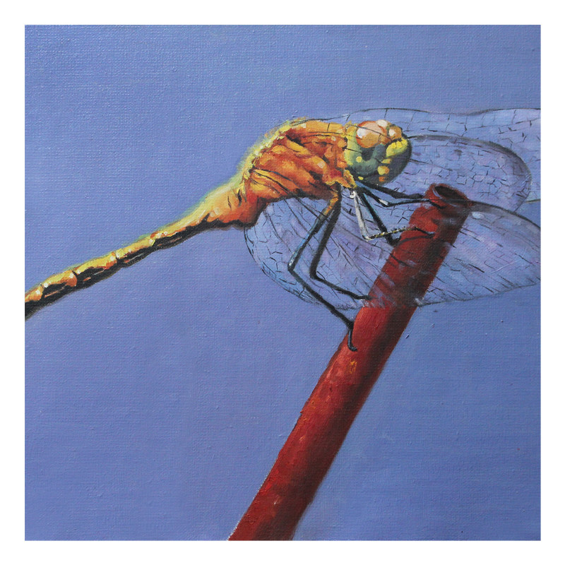 杨杰《蜻蜓》 布面油画