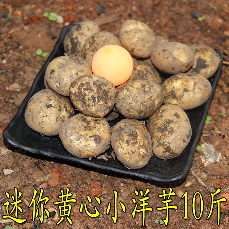 云南小土豆10斤包邮新鲜高山小土豆农家自种小洋芋红皮黄心马铃薯在类目 水产肉类/新鲜蔬果/熟食, 新鲜蔬菜/蔬菜制品, 新鲜蔬菜, 土豆中 - 来自Buy2taobao.com提供专业的淘宝代购服务