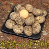 雲南小土豆10斤包郵新鮮高山小土豆農家自種小洋芋紅皮黃心馬鈴薯 雲南小土豆10斤包郵新鮮高山小土豆農家自種小洋芋紅皮黃心馬鈴薯