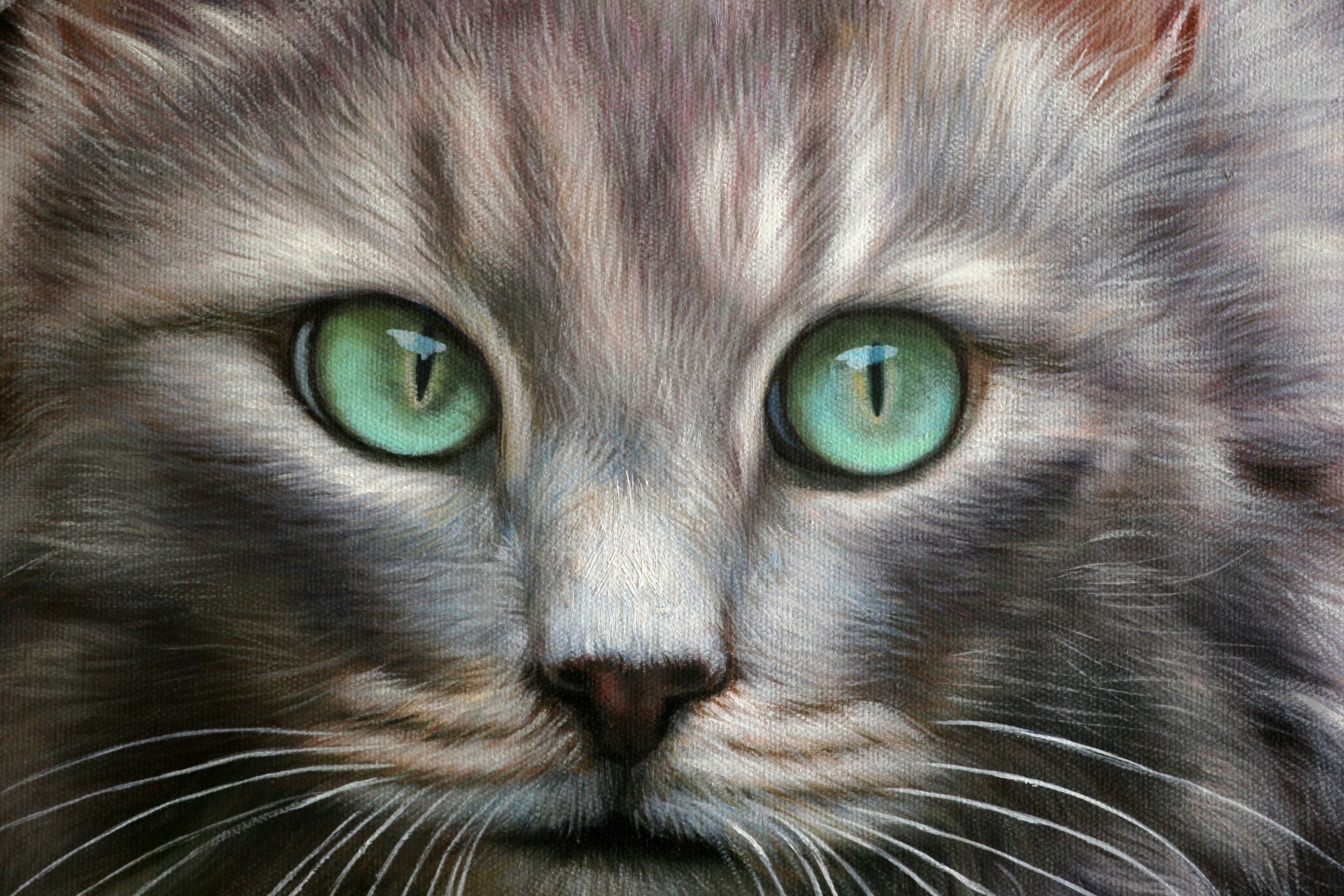 黄剑锋 《猫咪》布面油画 50x60cm