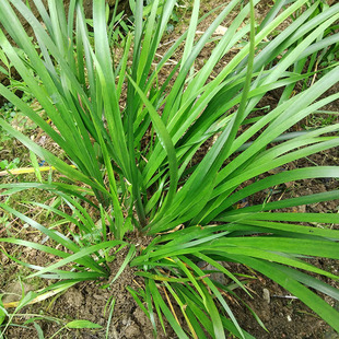 贵州新鲜五香草 茴香菖蒲 随手香卤料 牛羊肉鱼鸡骨汤三赖叶香料