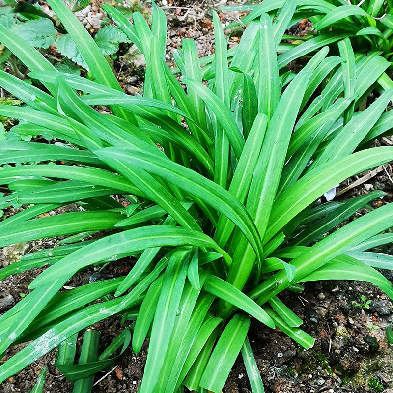 贵州高原农家自种韭菜根 现挖韭菜 大宽叶菜四季盆栽种植韮菜蔬菜