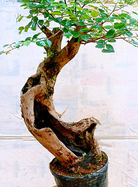 一物一拍下室内山木嫁接红花檵木盆景老桩造型提根栽植小精品树苗