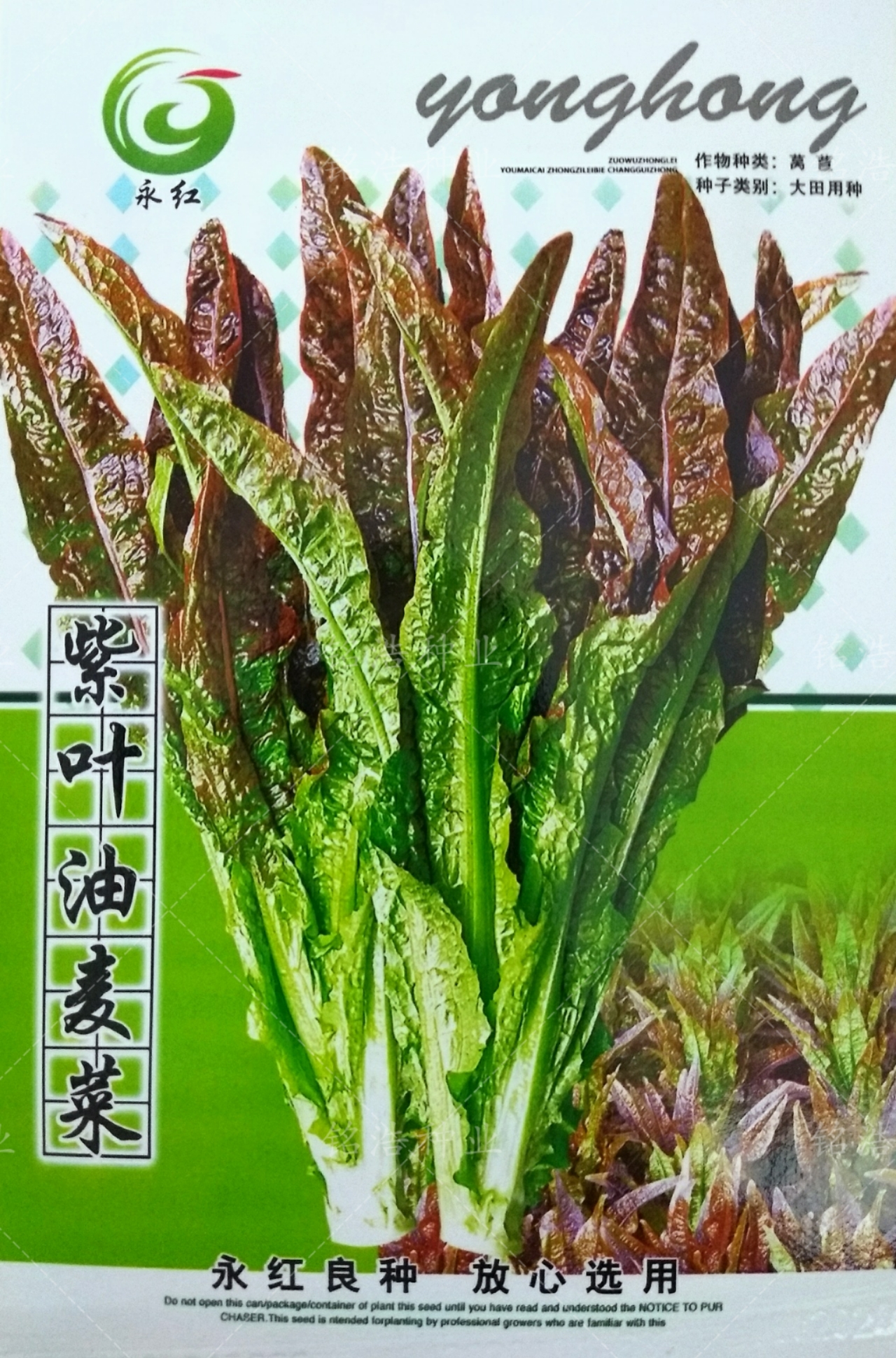 红油麦菜种子四季红紫叶油麦种籽不招虫寿光蔬菜春夏季紫叶油麦菜