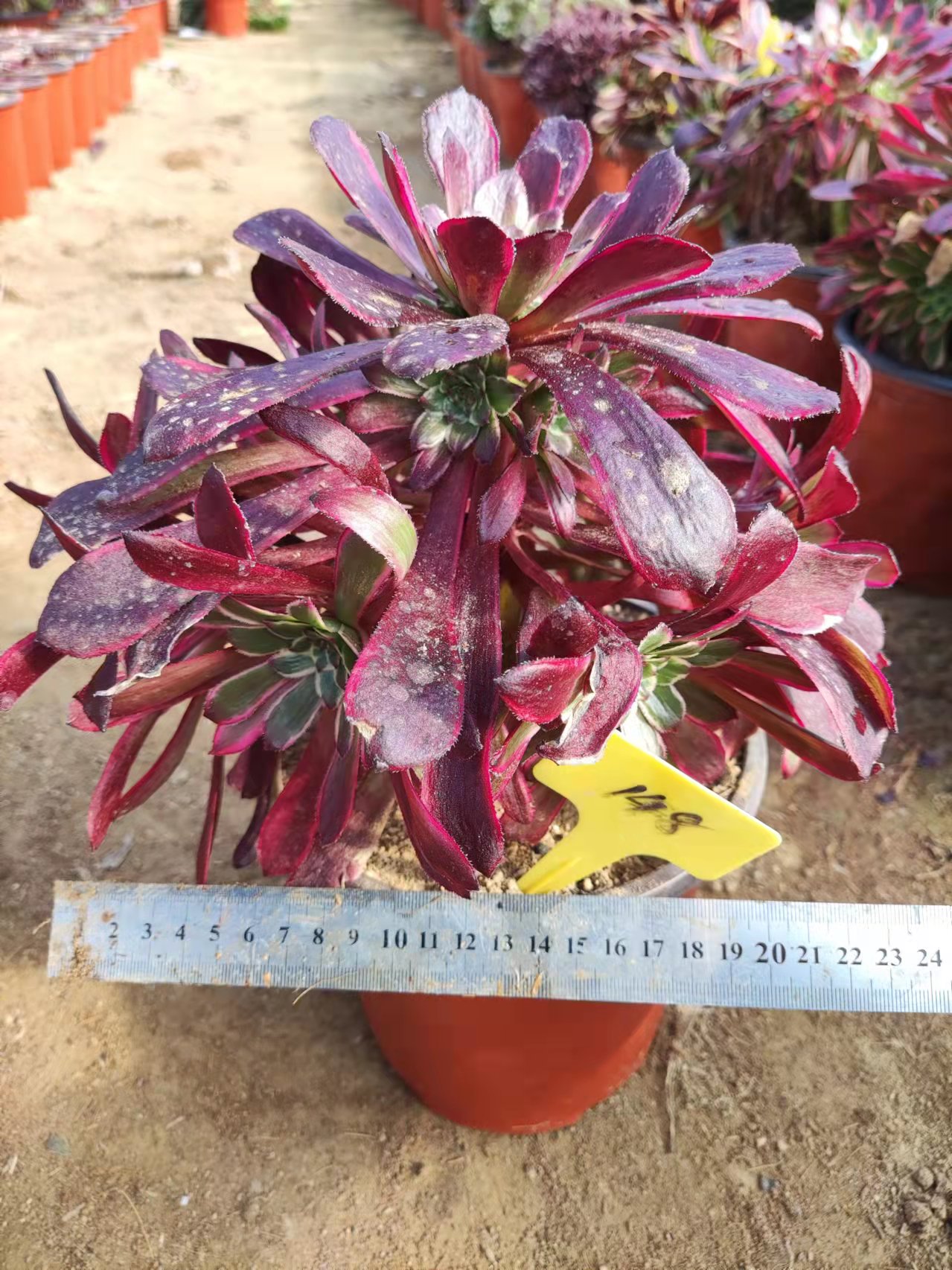 (一物一拍 黑金刚法师   店铺满三十八包邮  多肉植物