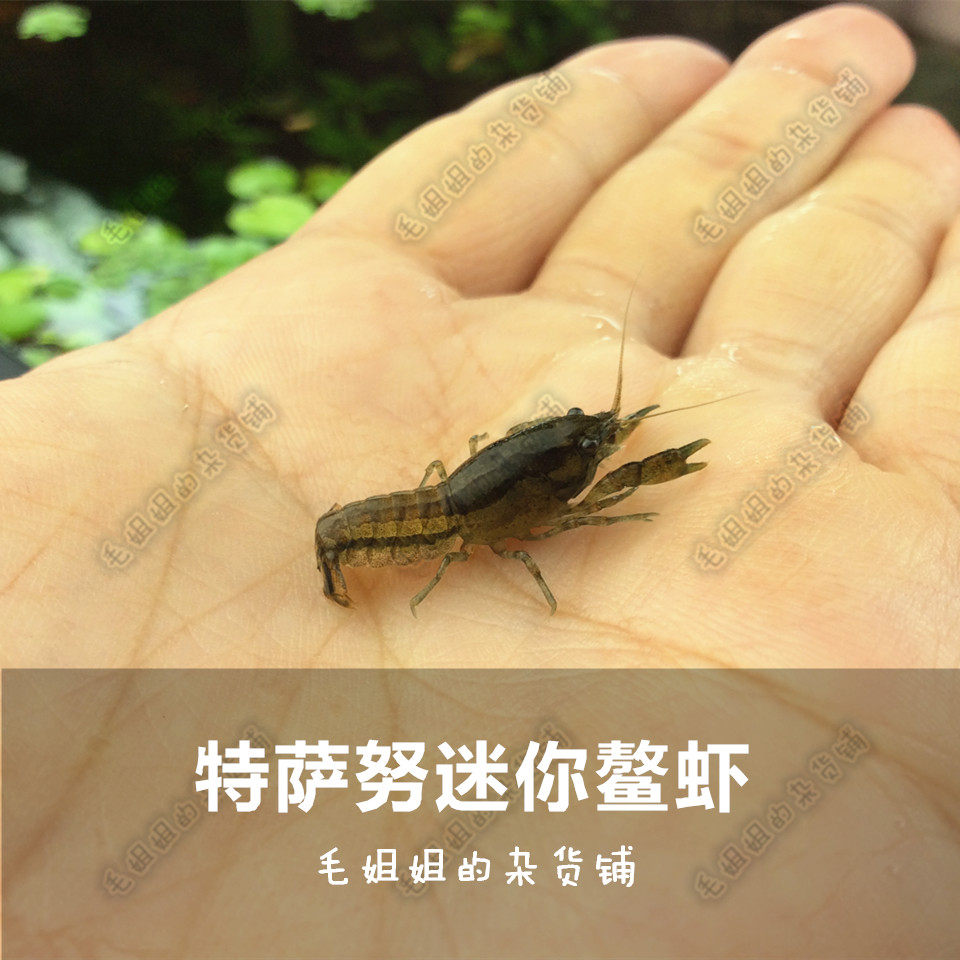 特萨侏儒鳌虾螯虾迷你小型观赏宠物活体虾
