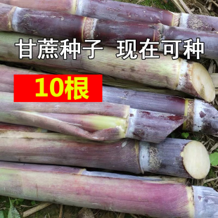 甘蔗苗10根每根3到5芽广西黑皮甘蔗种子水果甘蔗种苗种植种红皮紫