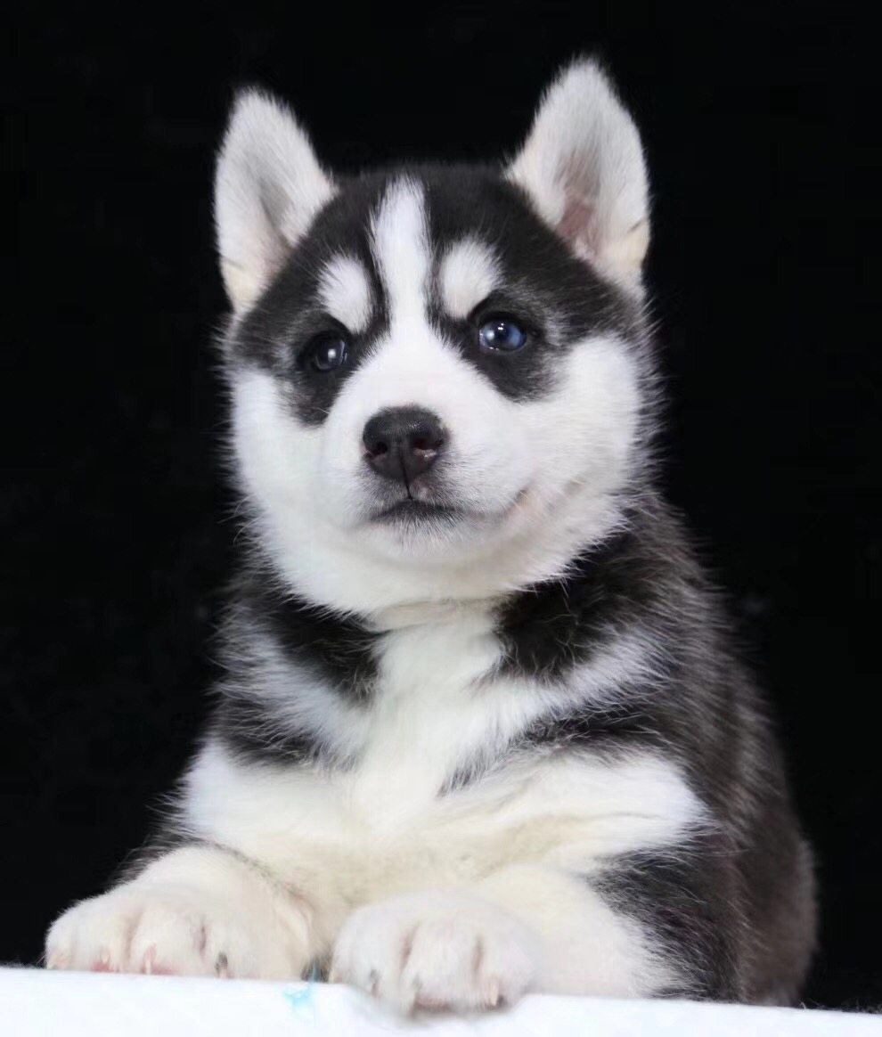 纯种哈士奇幼犬宠物狗狗活幼体小狗动物活的活物真狗二哈蓝眼幼崽