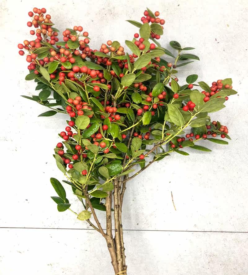 喜悦 国产小冬青 绿叶红豆果 木本花卉花期长 家庭办公室插花速递
