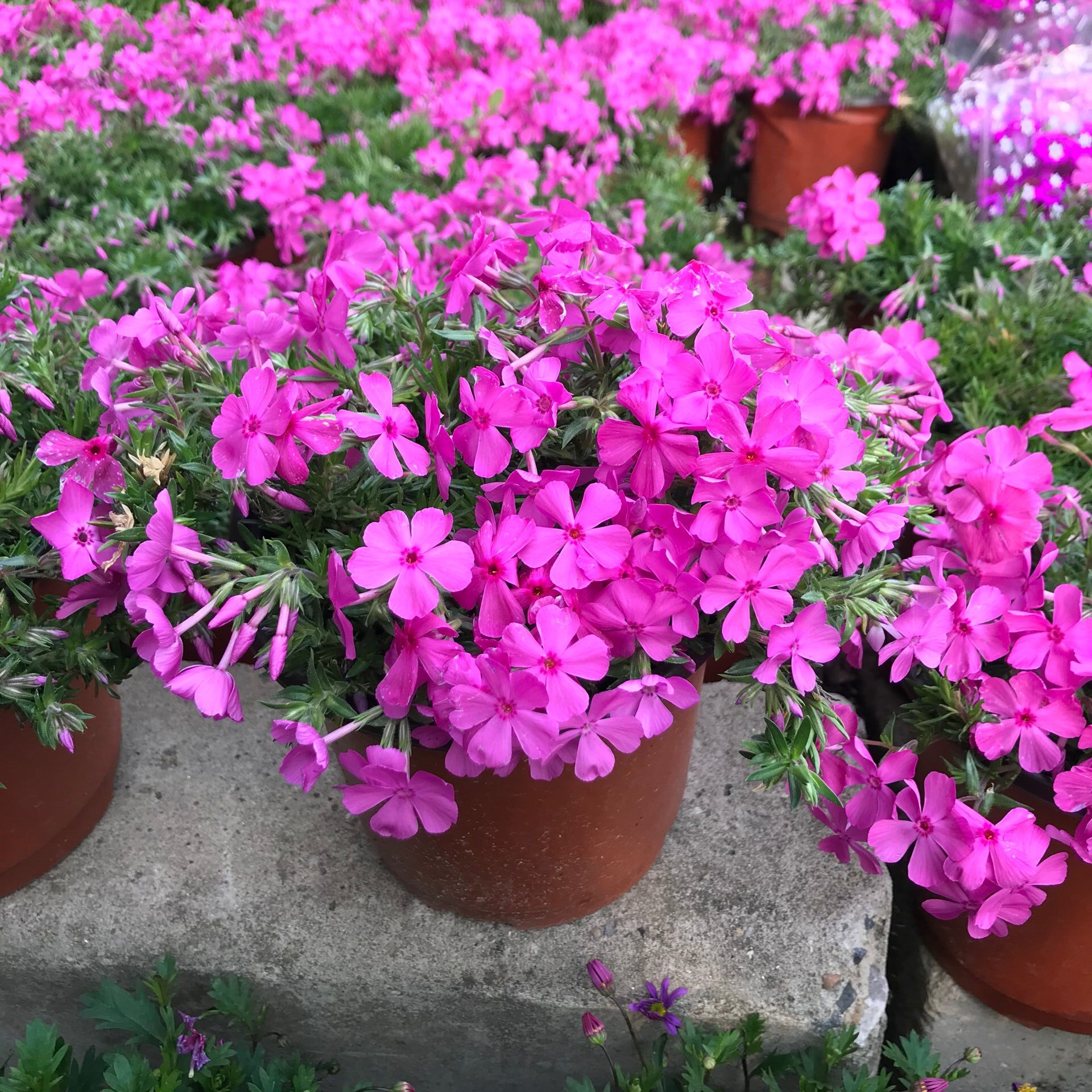 芝樱盆栽苗易爆盆花量大多年生耐寒耐热草本植物花卉包邮