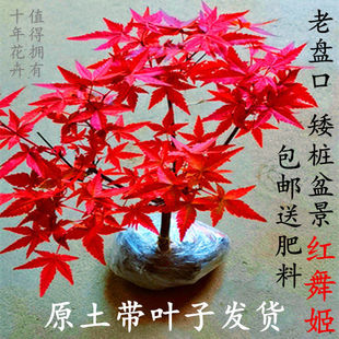 矮桩日本红枫盆景树苗 室内客厅办公观叶绿植 嫁接红舞姬盆栽