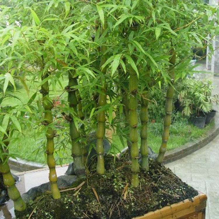罗汉竹盆栽