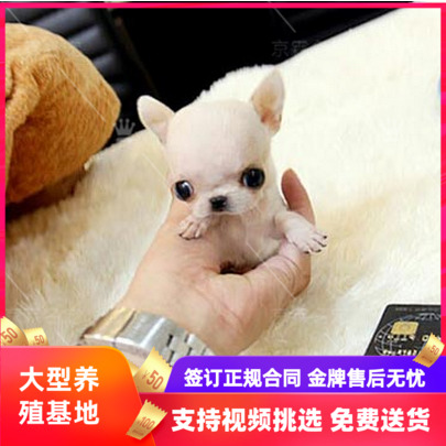 吉娃娃幼犬纯种活体茶杯狗黑色白色黄色苹果头墨西哥狗狗幼崽北京